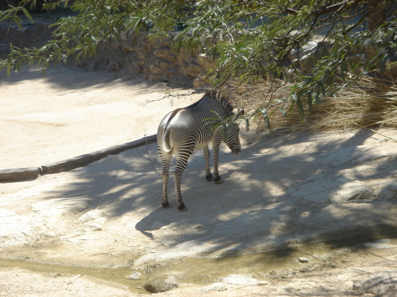 2006/04(Apr)/04(Zoo-Chance-Dax)/800x600_2006-04-08 14-25-00.JPG